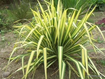 Yucca filamentosa ‘Golden Sword‘