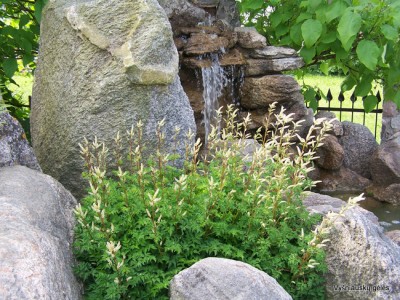 Šunpetrinis arunkas