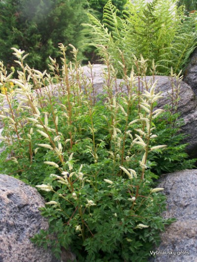 Šunpetrinis arunkas