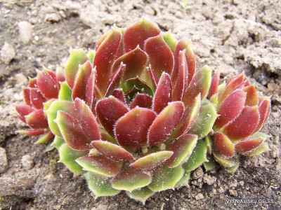 Šilropė ‘Belladonna‘