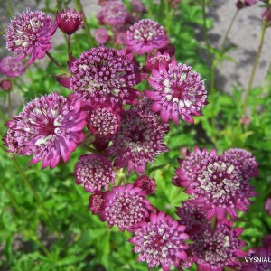 Astrancija ‘Rubra‘