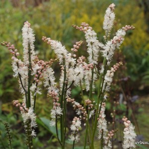 Japoninė blakėžudė ‘Cheju-do‘
