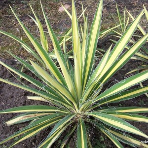 Pluoštinė juka ‘Color Guard‘