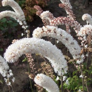 Daūrinė blakėžudė