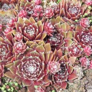 Šilropė ‘Done Rose‘