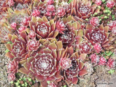 Šilropė ‘Done Rose‘