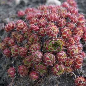 Sempervivum x funckii