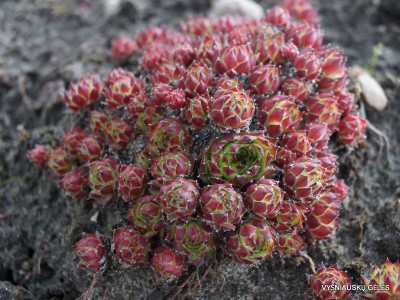 Sempervivum x funckii