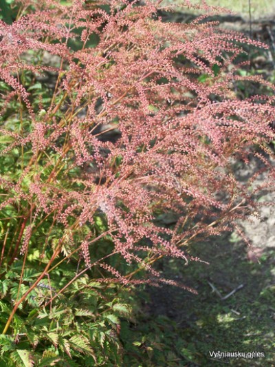 Arunkas ‘Johannifest‘ Arunkas ‘Johannifest‘