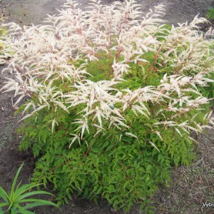 Arunkas ‘Johannifest‘