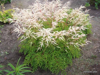 Arunkas ‘Johannifest‘ Arunkas ‘Johannifest‘