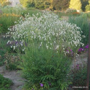 kraujalakes-white-tanna