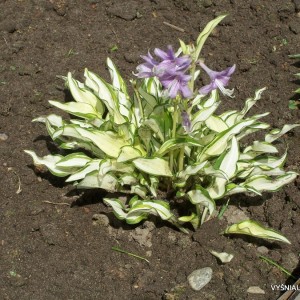 Melsvė 'Lakeside Elfin Fire'