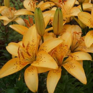 lelijos-Abrikosinis-Dangus