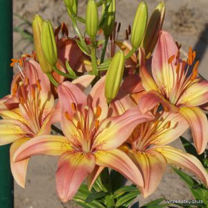 lelijos 'Rojaus Paukštė'