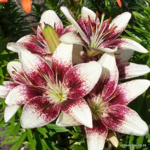 lelijos ‘Purpurinis Vakaras’