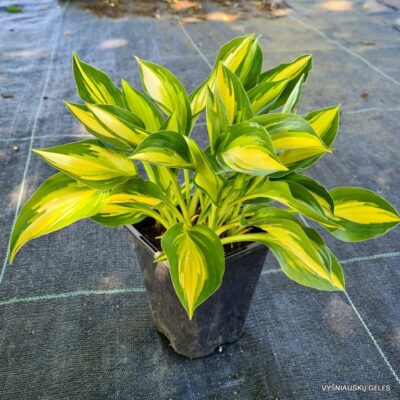 melsvė ‘Lakeside Little Tuft’