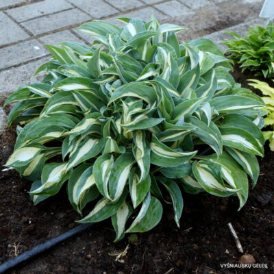 melsvė ‘Little Treasure’ (2)