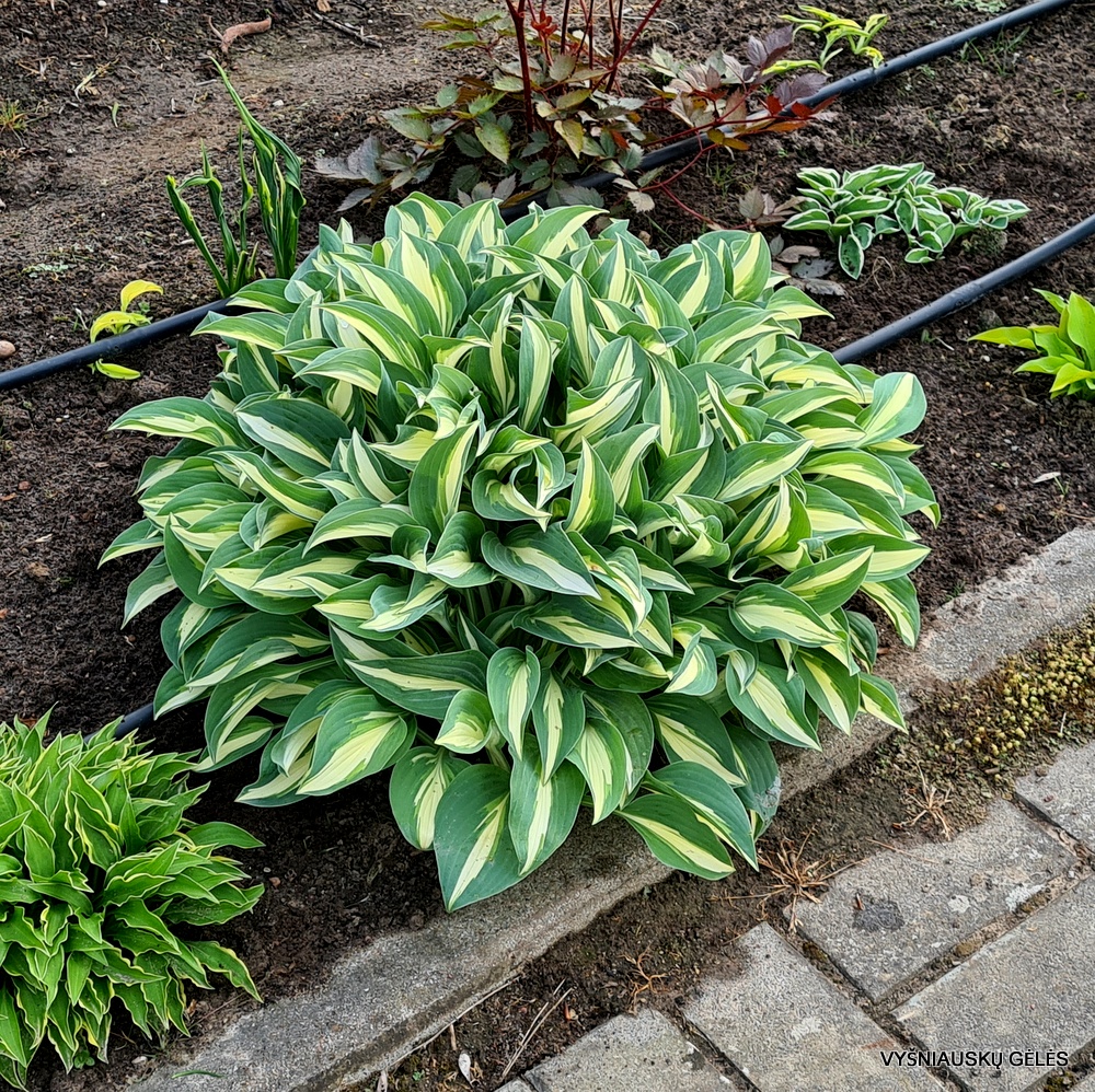 melsvė ‘Little Treasure’ (3)