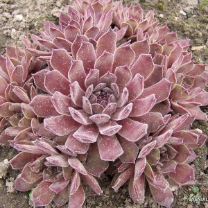 Šilropė ‘Neptune‘