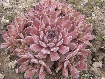 Šilropė ‘Neptune‘