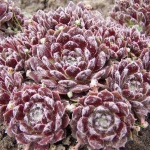 Šilropė ‘Rubrum‘