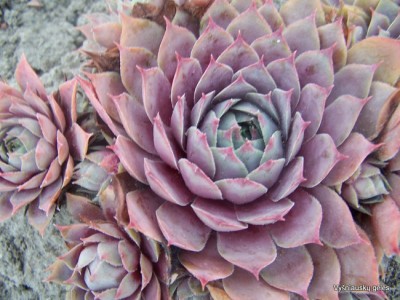 Stoginė šilropė ‘Violaceum‘