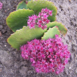 Apskritalapis šilokas