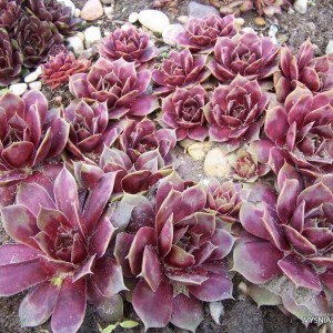 Šilropė ‘The Rocket‘