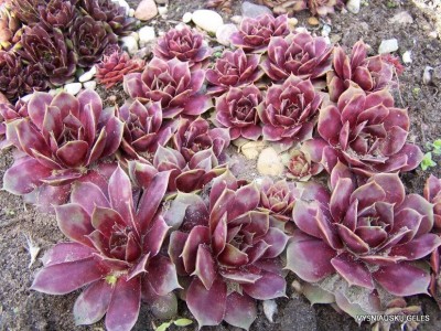 Šilropė ‘The Rocket‘