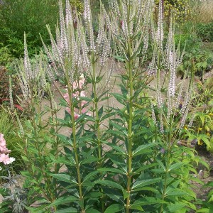Virgininis veronikūnas ‘Pink Glow‘