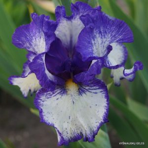 vilkdalgiai 'Whistle'