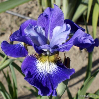 vilkdalgis Coronation Anthem