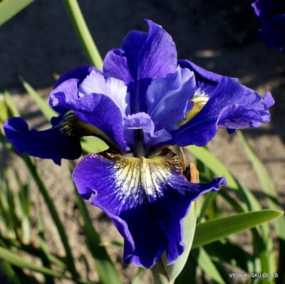 vilkdalgis Coronation Anthem (2)