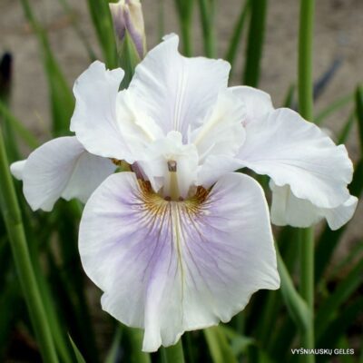 vilkdalgis Fond Kiss