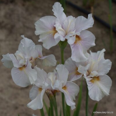 vilkdalgis Fond Kiss (2)