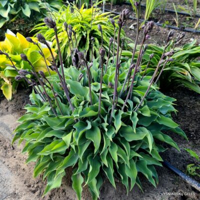 ‘Slim and Trim’ (3)