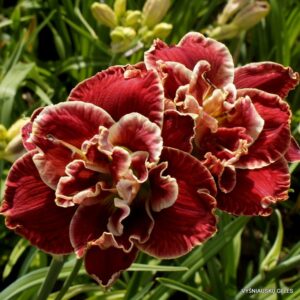 Amanda‘s Little Red Shoes