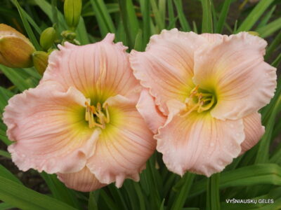 Barbara Mitchell (2)