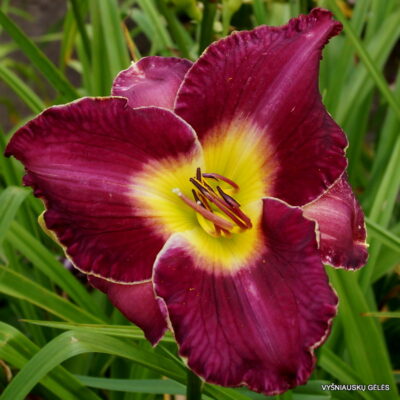 Bridgeton Instant Classic (2)