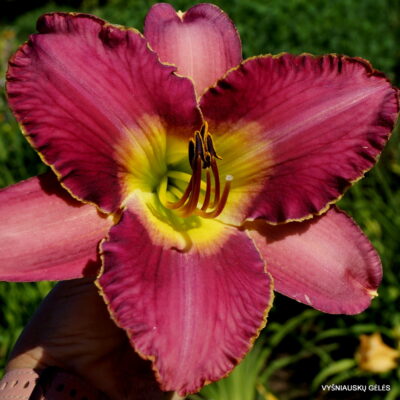 Bridgeton Instant Classic