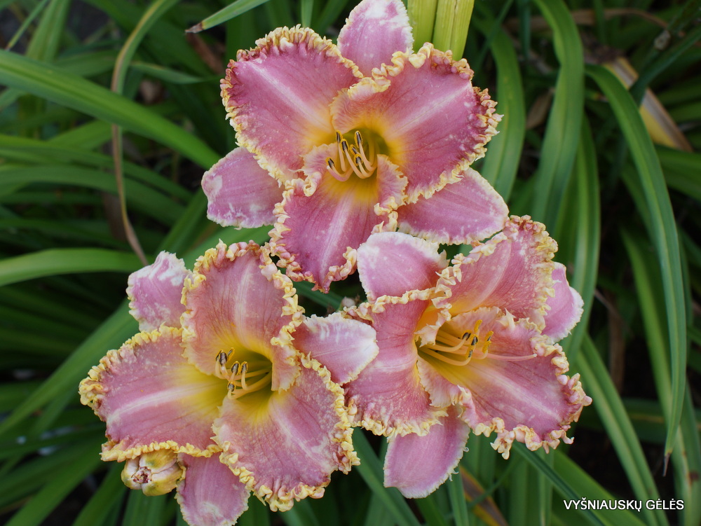 Daylily 'Heavenly Pink Fang' (3)
