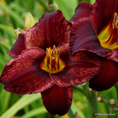 Daylily Magija