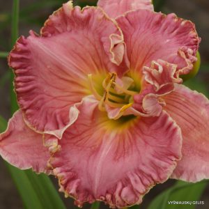 Daylily-Miss-Marie
