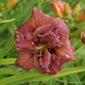 Daylily 'Nice and Easy'