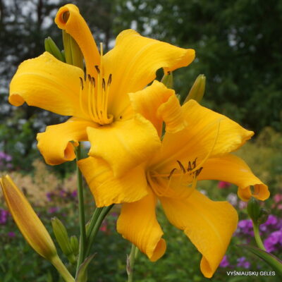 Daylily 'One Above You'