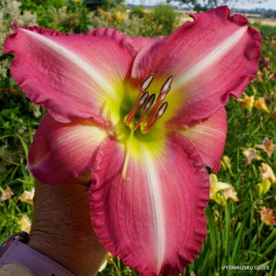 Daylily 'Russel Finley Memorial'