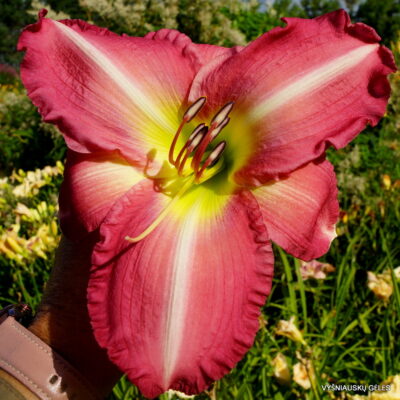 Daylily 'Russel Finley Memorial' (2)