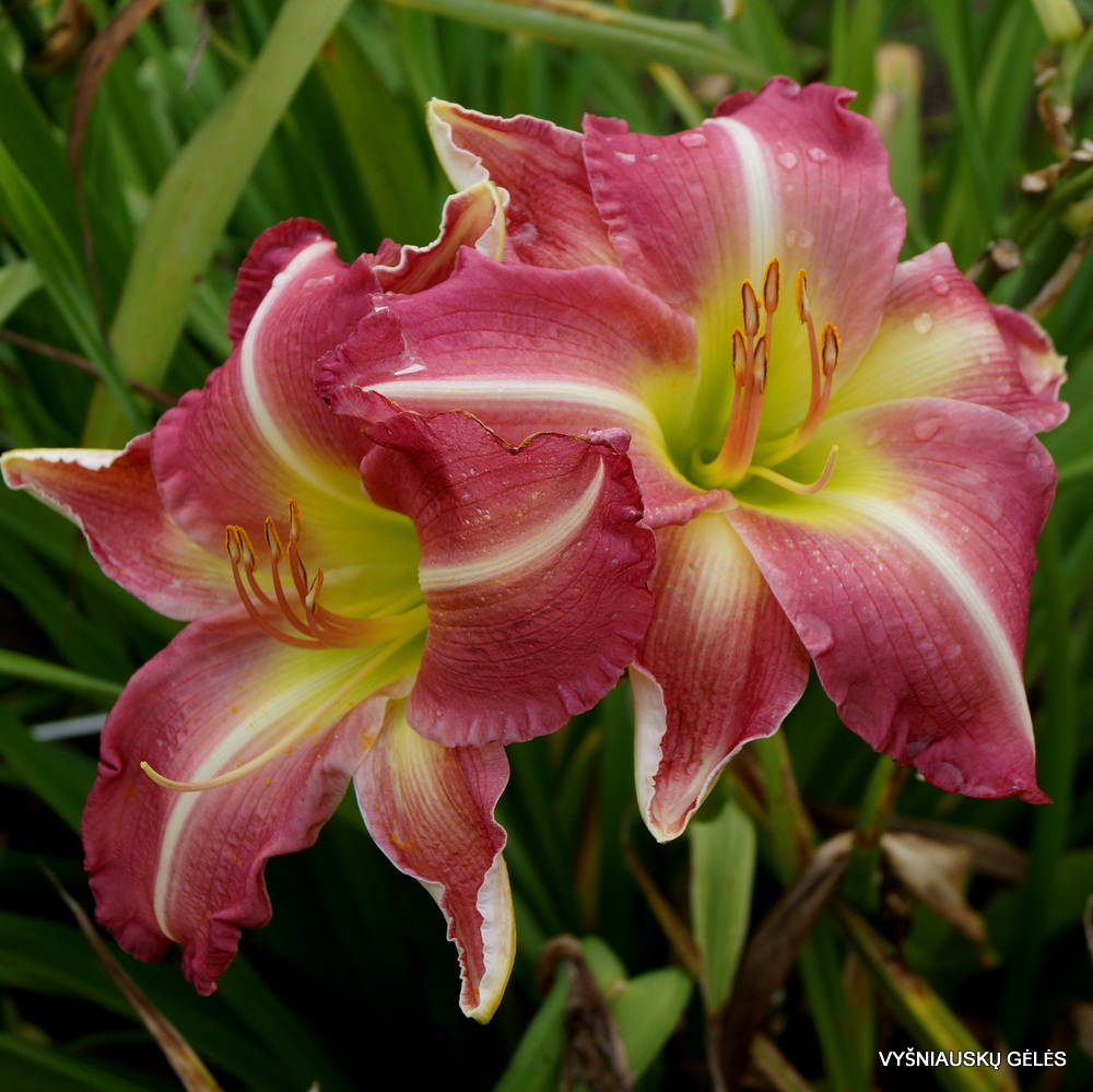 Daylily 'Russel Finley Memorial' (3)