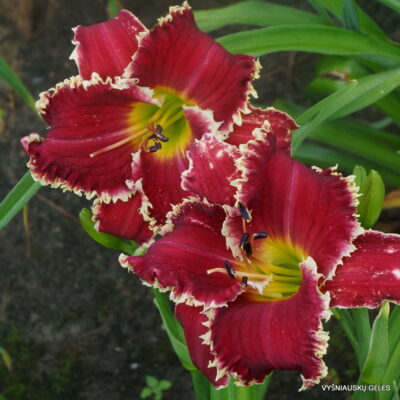 Daylily 'Shark Infested Waters' (2)